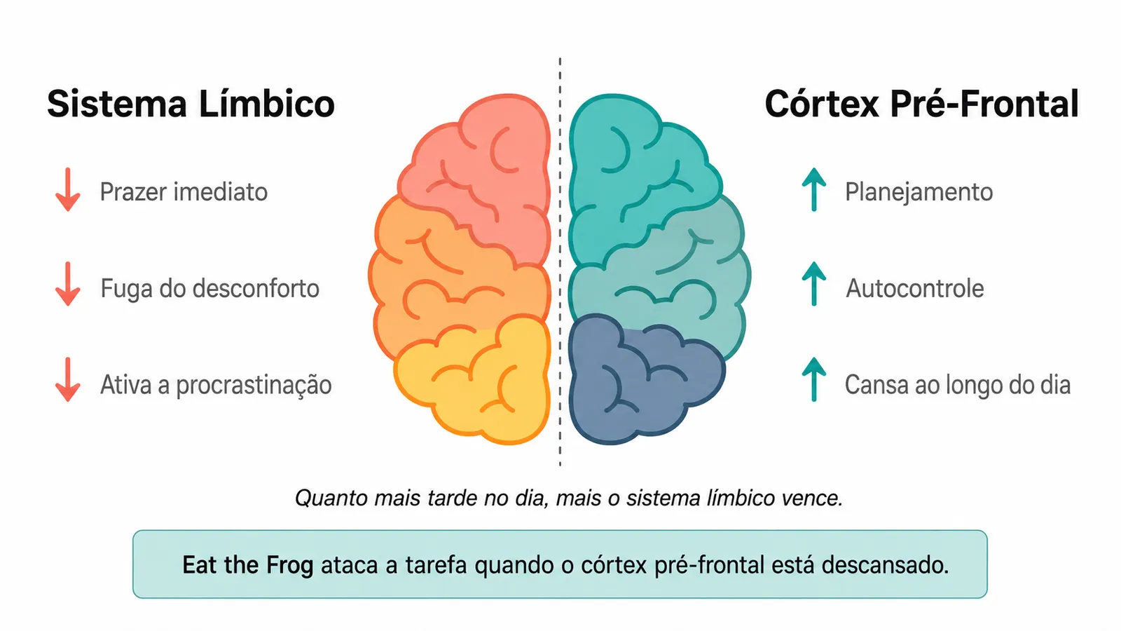 Diagrama cerebral comparando sistema límbico ligado à fuga e o córtex pré-frontal ligado ao foco e planejamento na procrastinação